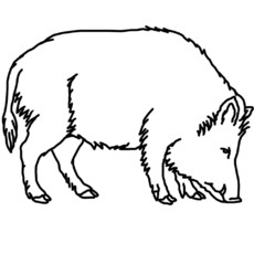 wildschwein.jpg